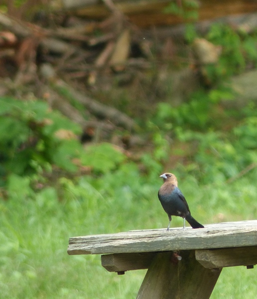 Brown-headed Cowbird